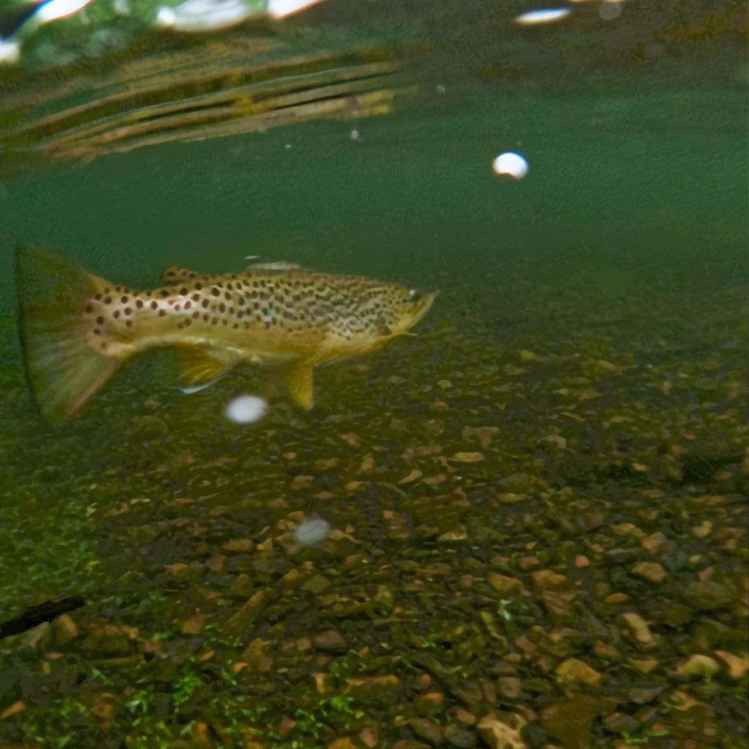 Brown Trout Centerpin Fishing