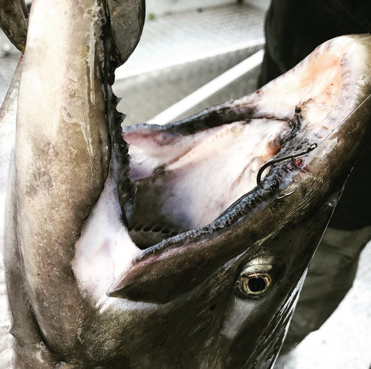 Blood Run Skeena Skein Fishing Hook Salmon
