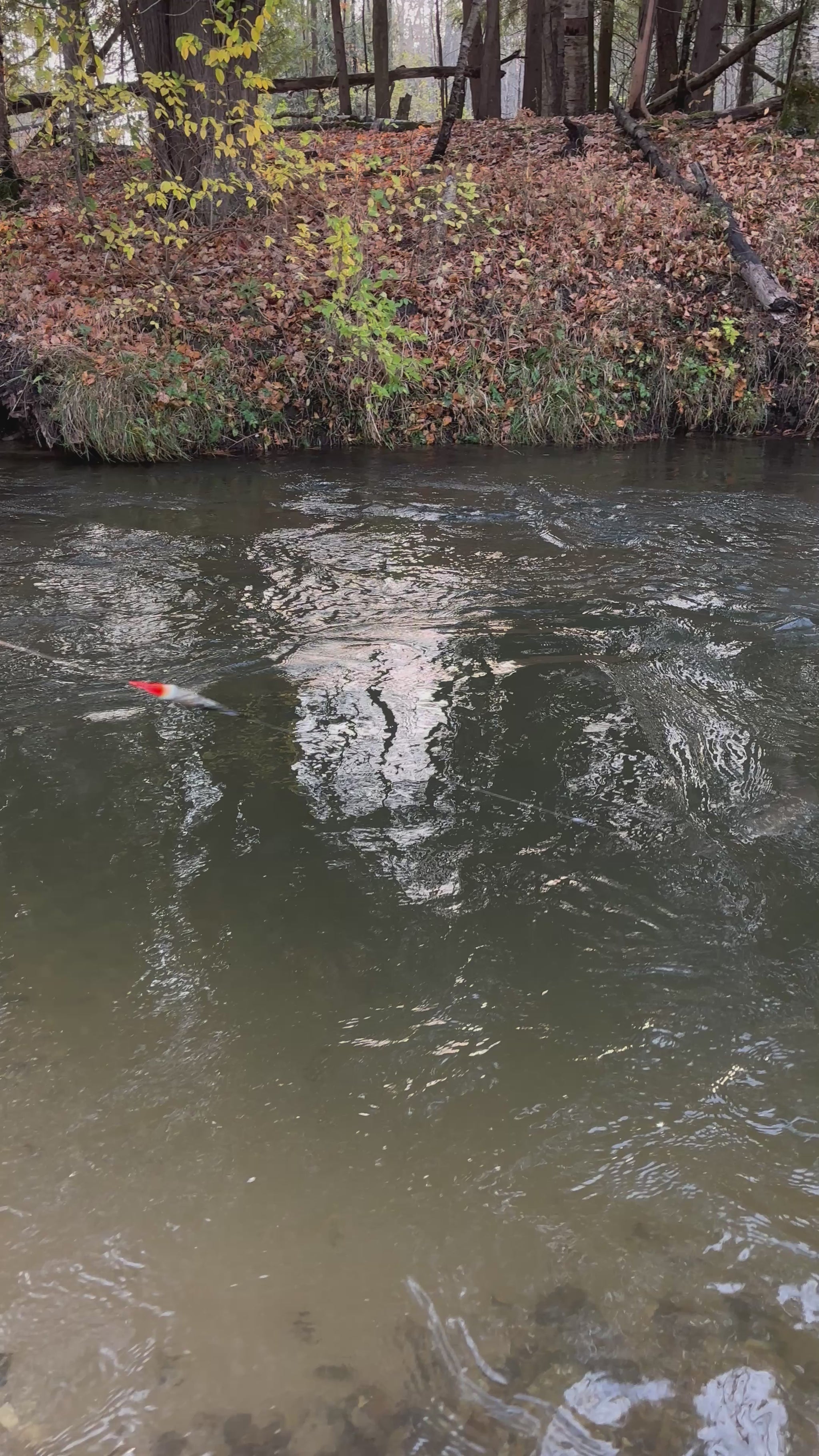 Fall steelhead fishing in Wisconsin in a small creek using an 11 gram Blood Run camo Plunger float, 12lb test SSF Float fishing mainline, 10lb test Blood Run STS fluorocarbon leader, 8mm peach fishing bead and size 6 Blood Run skeena fishing hook